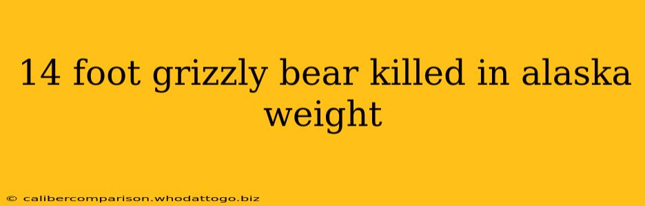 14 foot grizzly bear killed in alaska weight