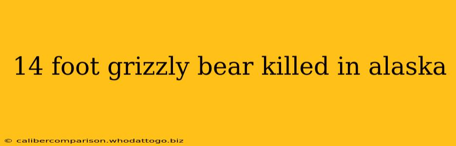 14 foot grizzly bear killed in alaska