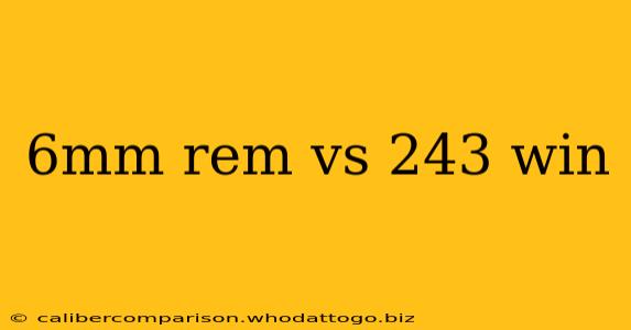 6mm rem vs 243 win