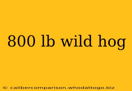 800 lb wild hog