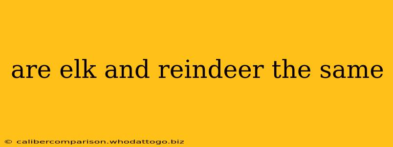 are elk and reindeer the same