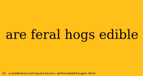 are feral hogs edible