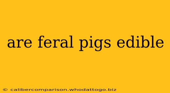 are feral pigs edible