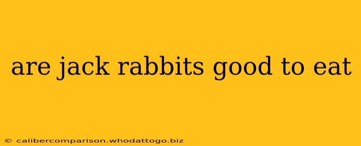 are jack rabbits good to eat