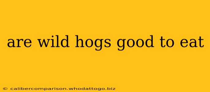 are wild hogs good to eat