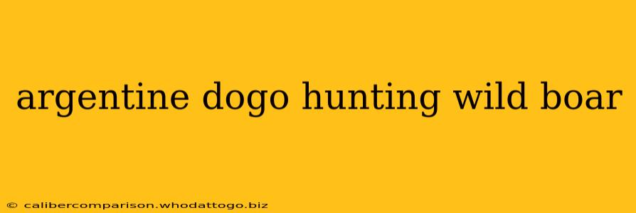 argentine dogo hunting wild boar