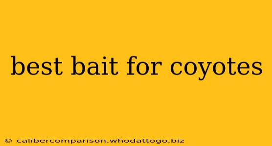 best bait for coyotes