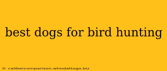 best dogs for bird hunting