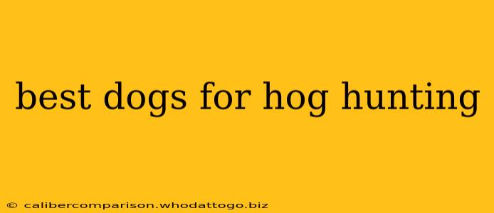 best dogs for hog hunting