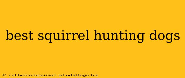 best squirrel hunting dogs