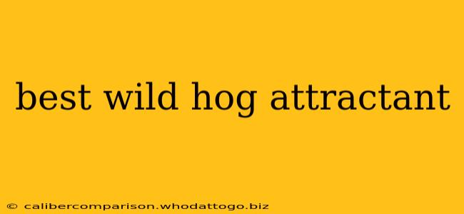 best wild hog attractant