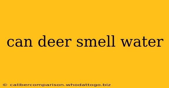 can deer smell water