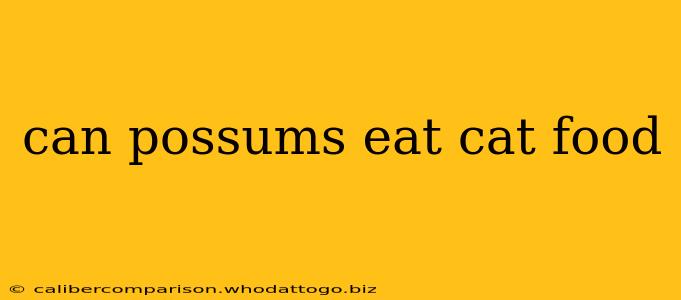 can possums eat cat food