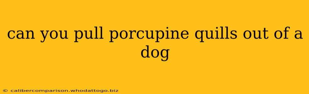 can you pull porcupine quills out of a dog