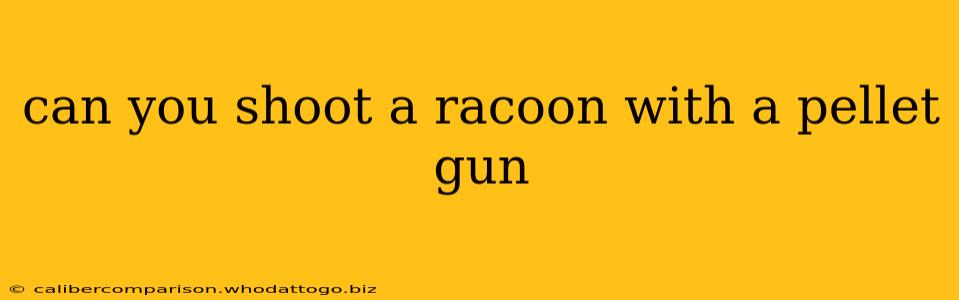 can you shoot a racoon with a pellet gun