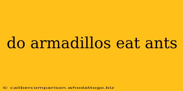 do armadillos eat ants