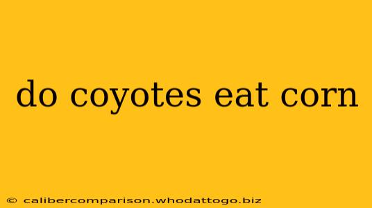 do coyotes eat corn