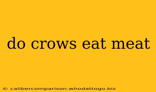 do crows eat meat