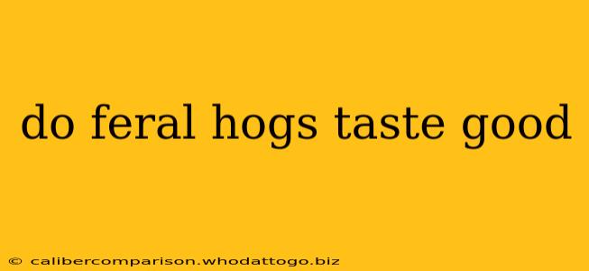 do feral hogs taste good