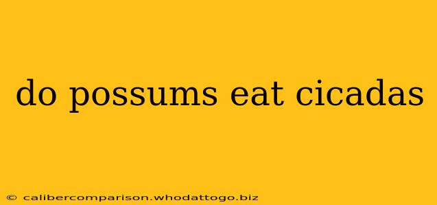 do possums eat cicadas