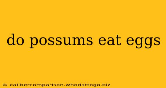 do possums eat eggs