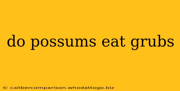 do possums eat grubs