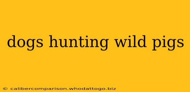 dogs hunting wild pigs