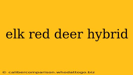 elk red deer hybrid