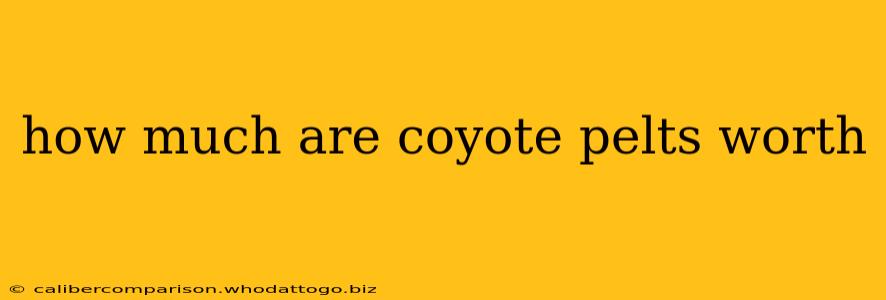 how much are coyote pelts worth