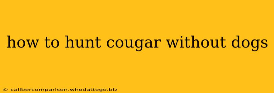 how to hunt cougar without dogs