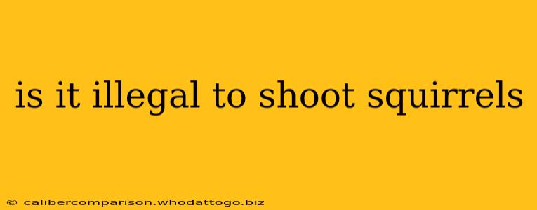 is it illegal to shoot squirrels