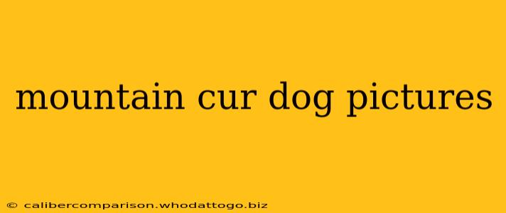 mountain cur dog pictures