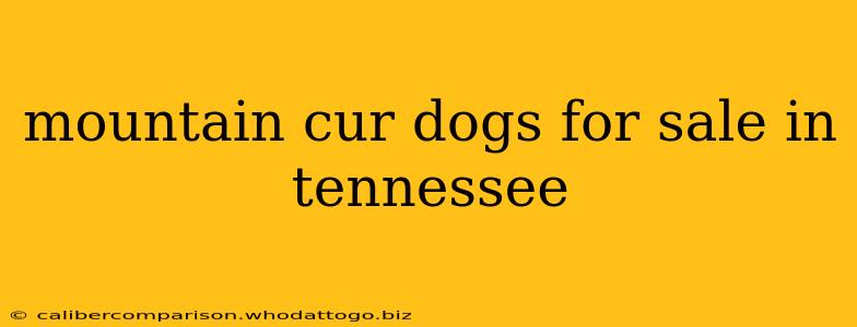 mountain cur dogs for sale in tennessee