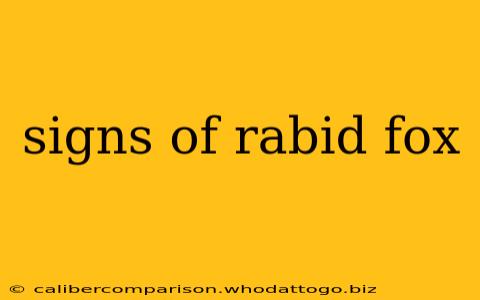 signs of rabid fox