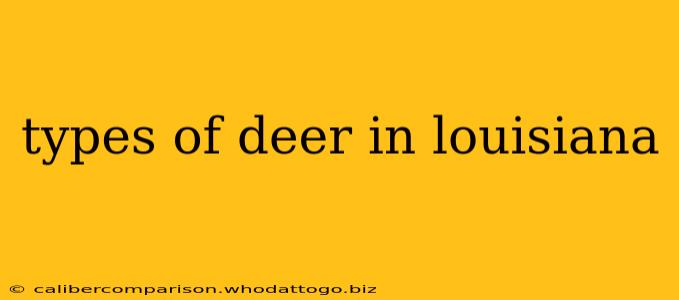 types of deer in louisiana