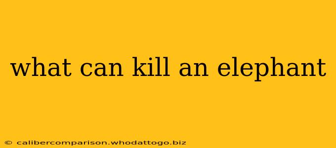 what can kill an elephant