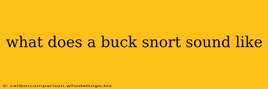 what does a buck snort sound like