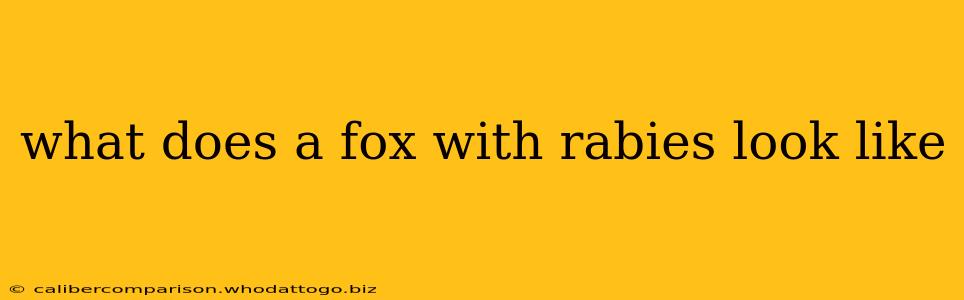 what does a fox with rabies look like