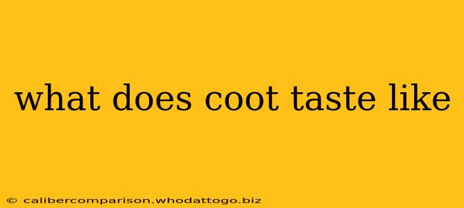 what does coot taste like