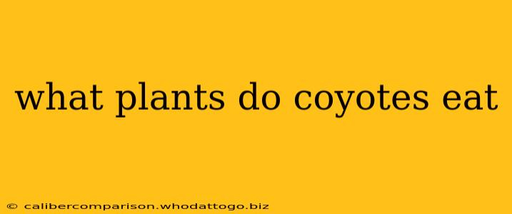 what plants do coyotes eat