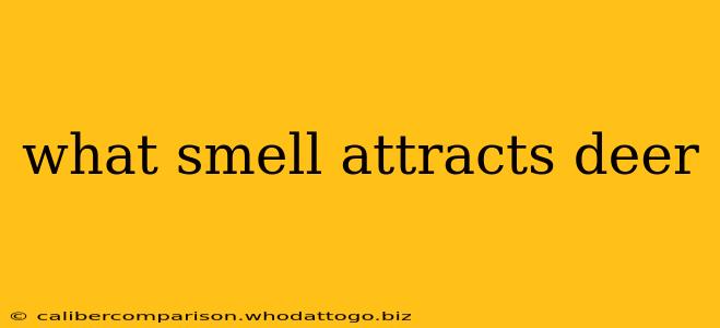 what smell attracts deer