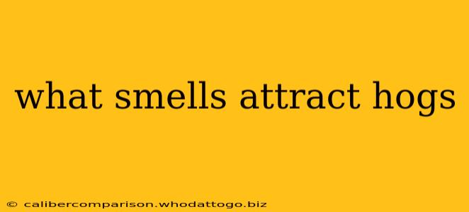 what smells attract hogs