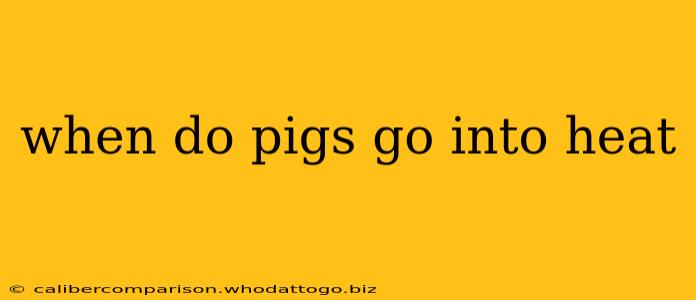 when do pigs go into heat