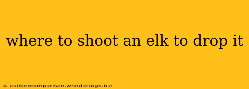 where to shoot an elk to drop it