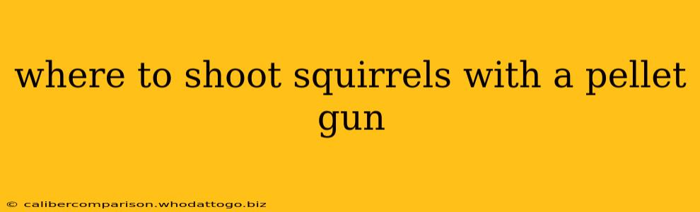 where to shoot squirrels with a pellet gun