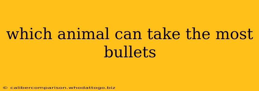 which animal can take the most bullets