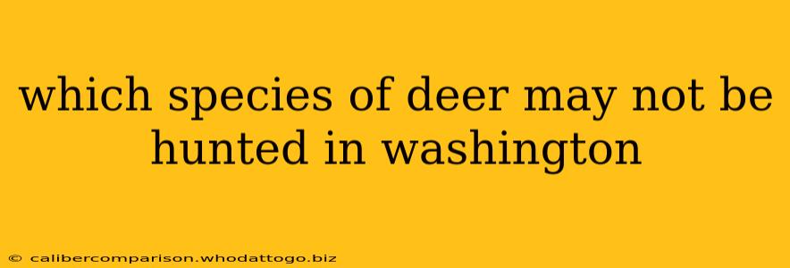 which species of deer may not be hunted in washington