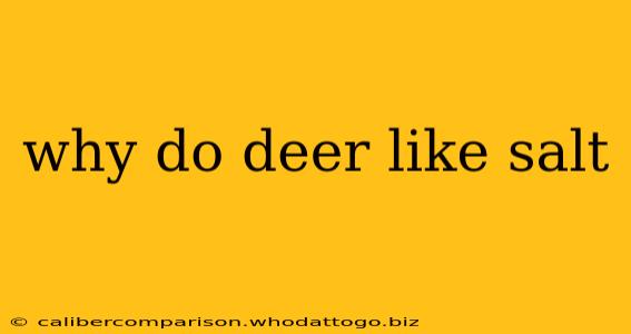 why do deer like salt