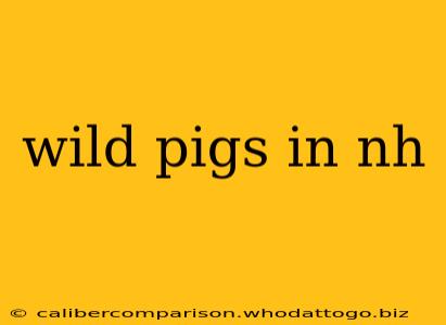 wild pigs in nh