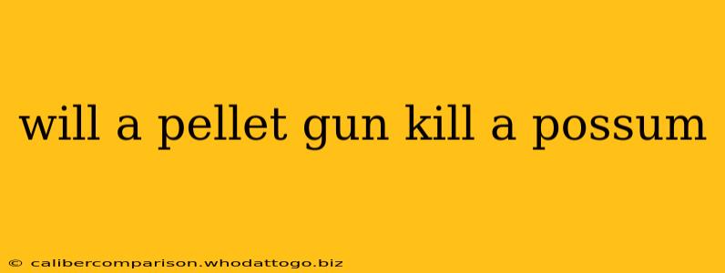 will a pellet gun kill a possum